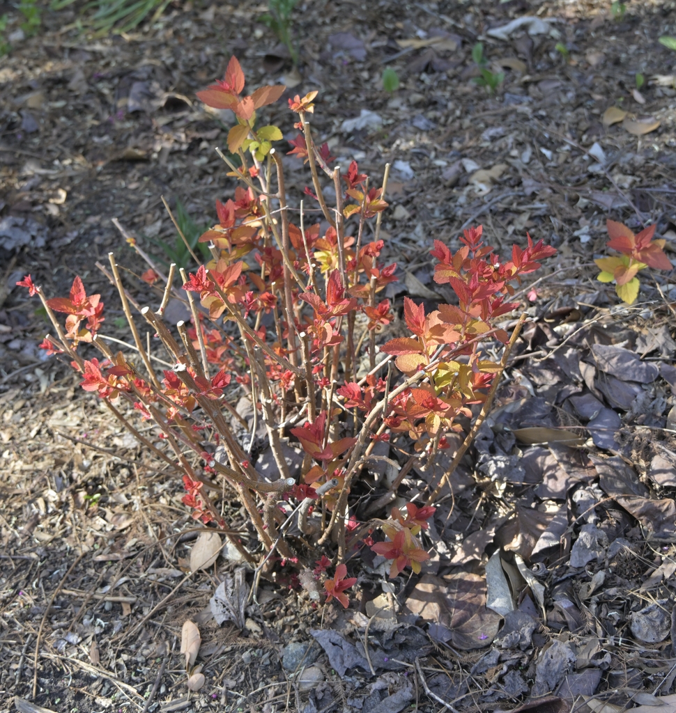 Spiraea japonica