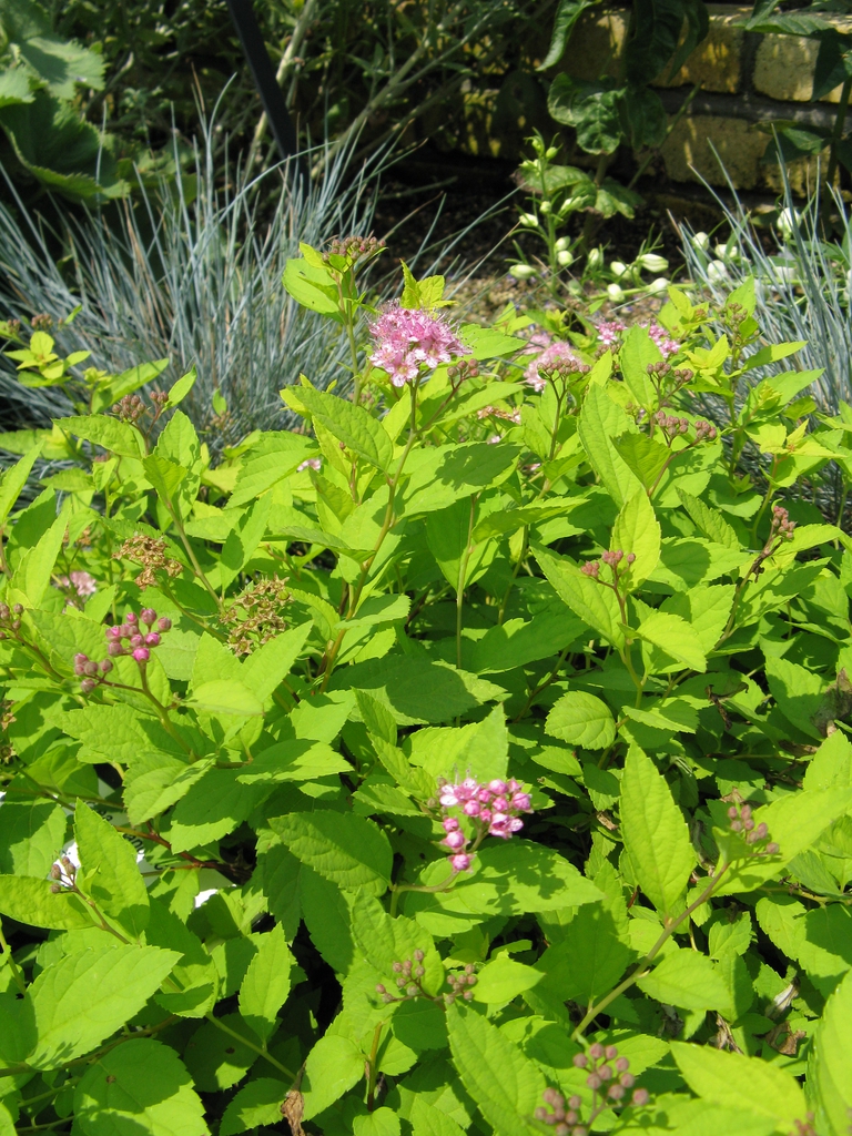 Lime green foliage & pink flowers
