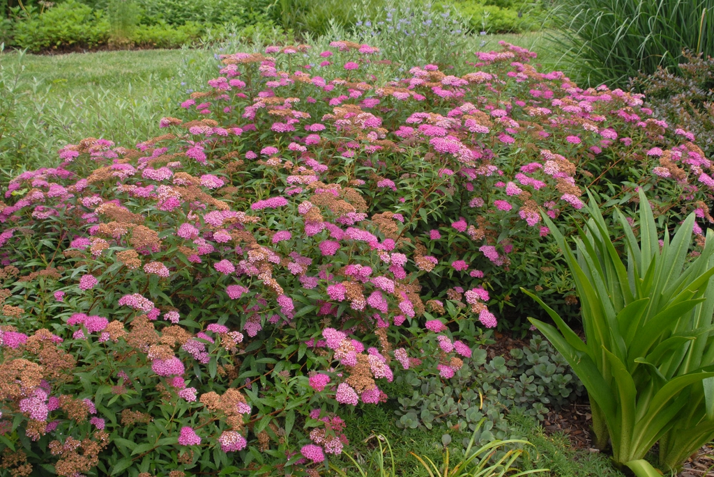 Spiraea japonica