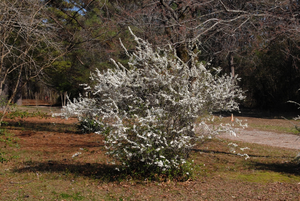 Form