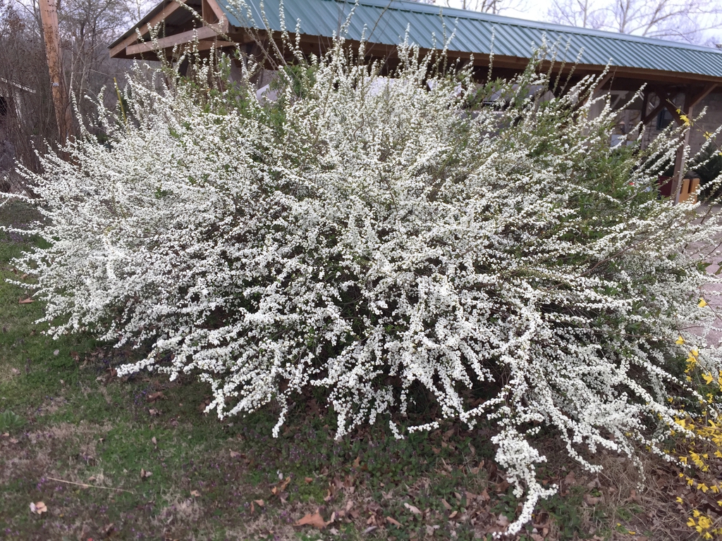 Full bloom