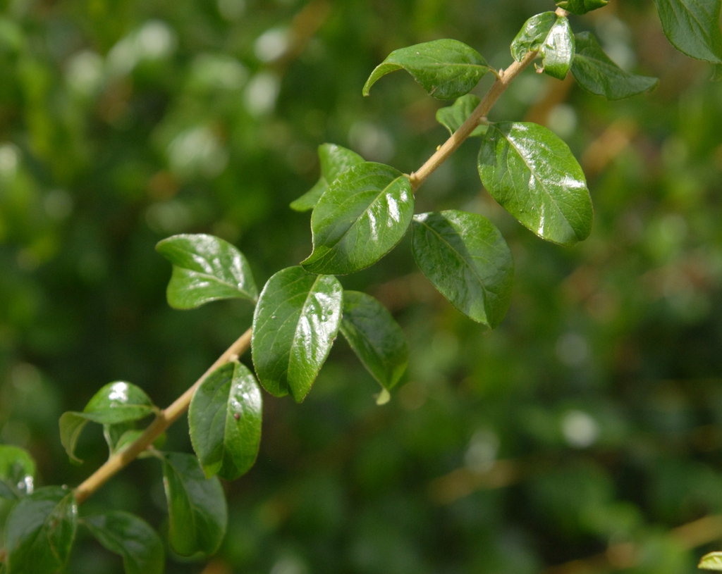 Spiraea prunifolia