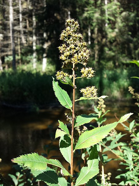 Spiraea salicifolia