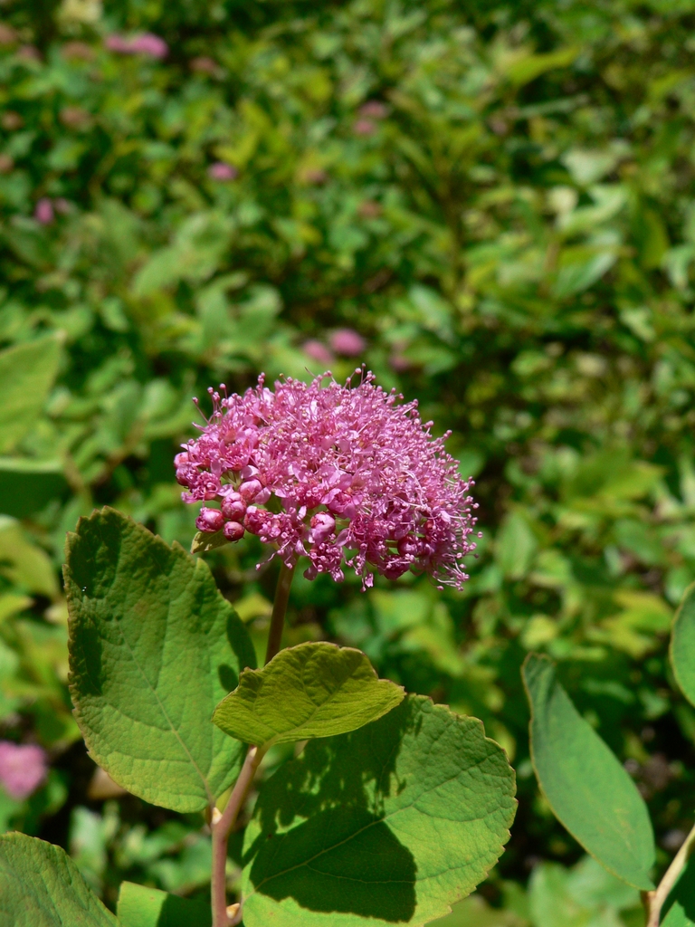 Cluster of small pink flowers