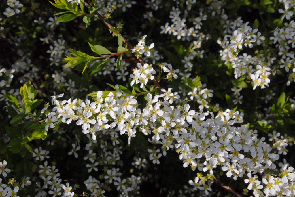 Spiraea thumbergii