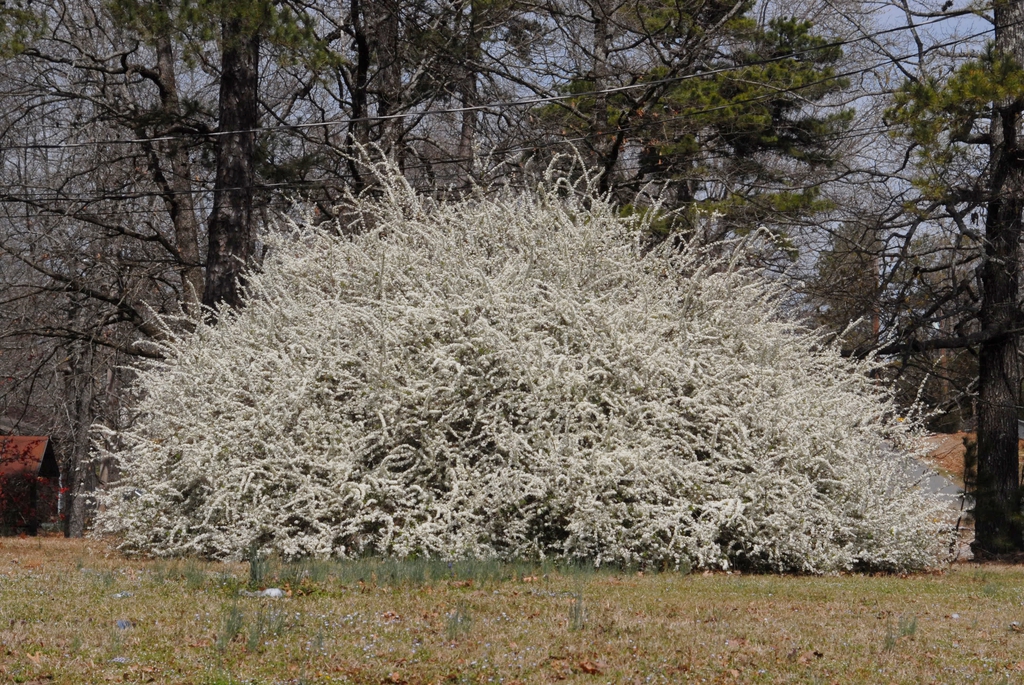 Spiraea thunbergii