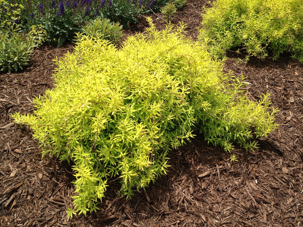 Spiraea thunbergii