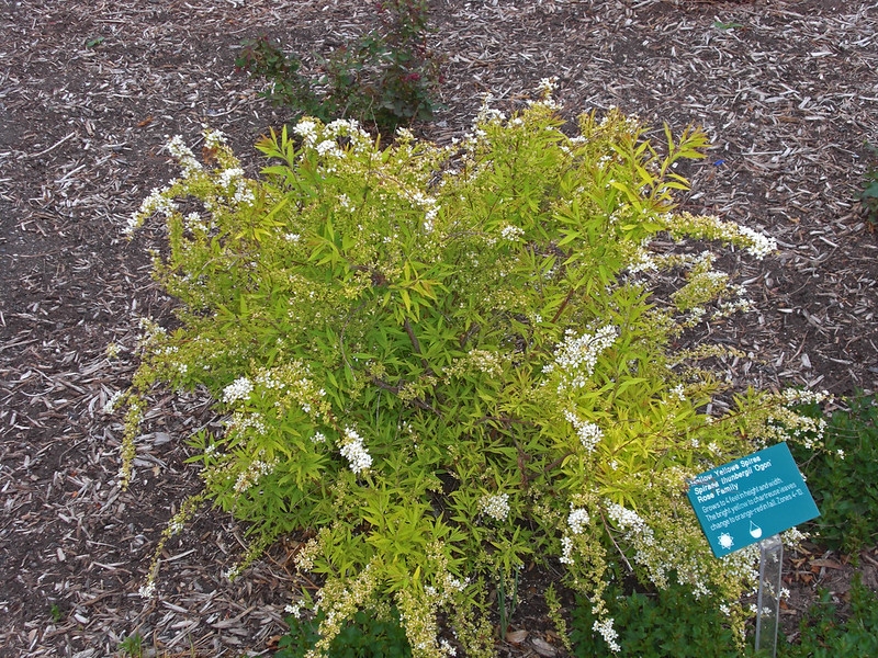 shrub with small golden yellow leaves and tiny white flowers.
