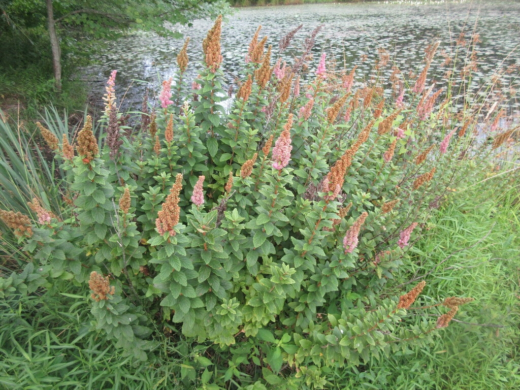 Form