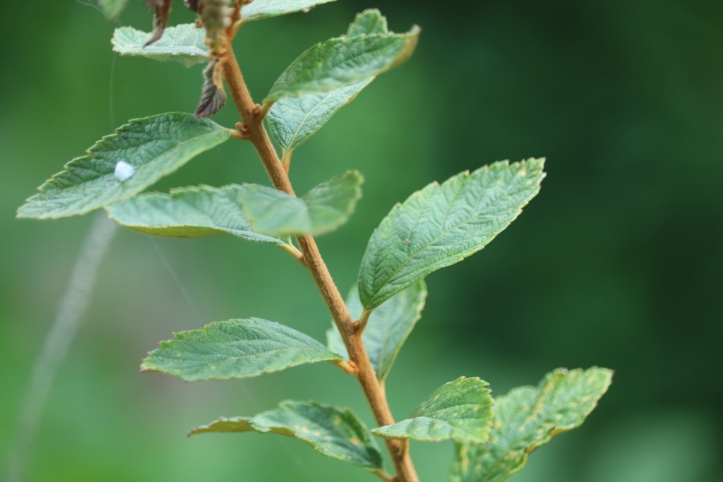 Stem and leaves
