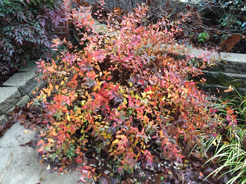 Fall color