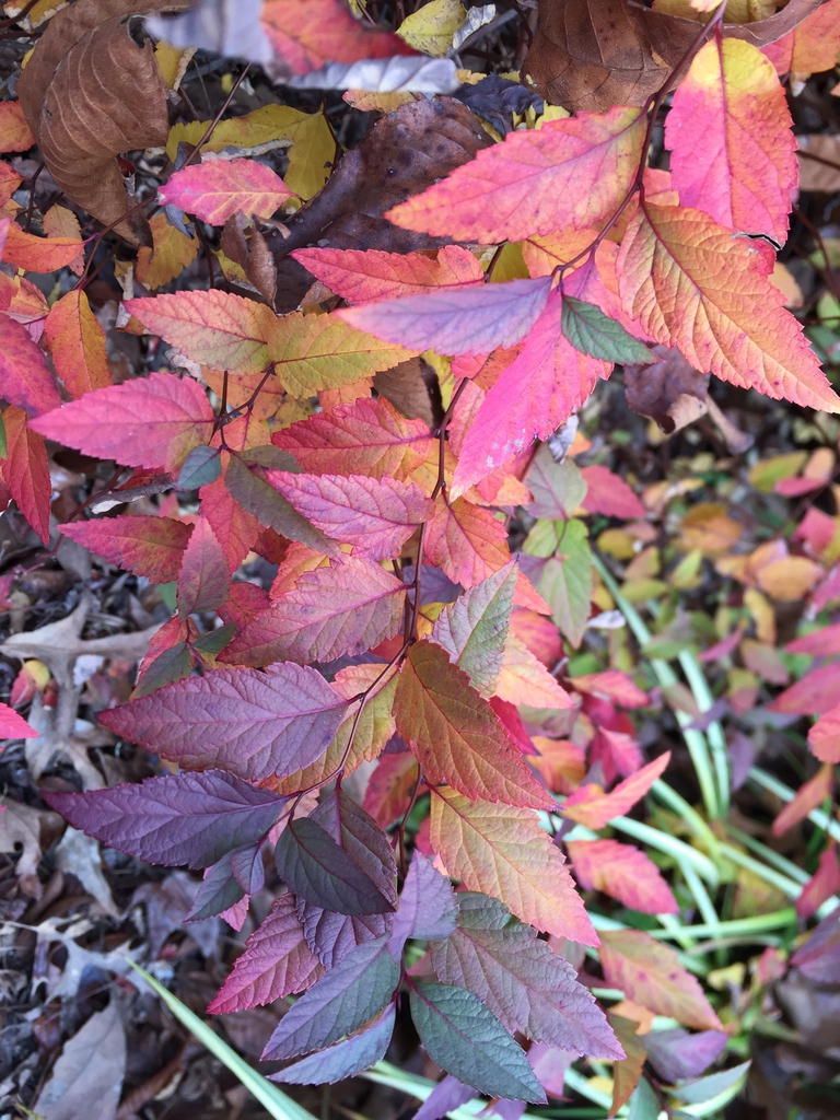 Fall leaf color close-up