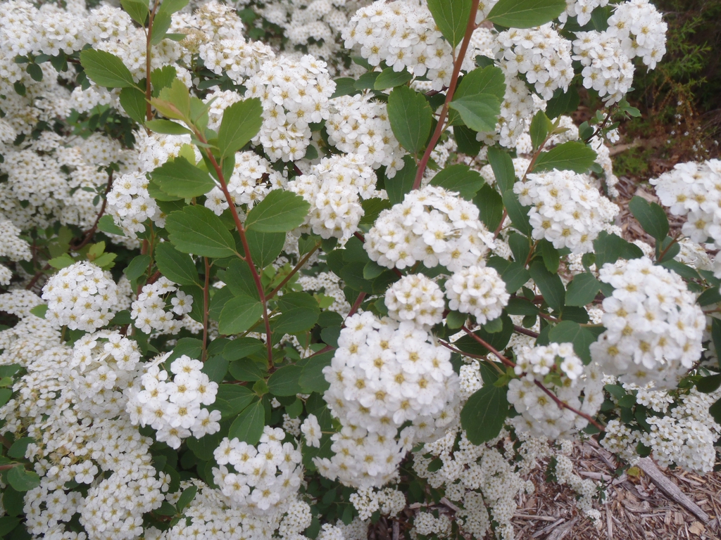 Spiraea x vanhouttei