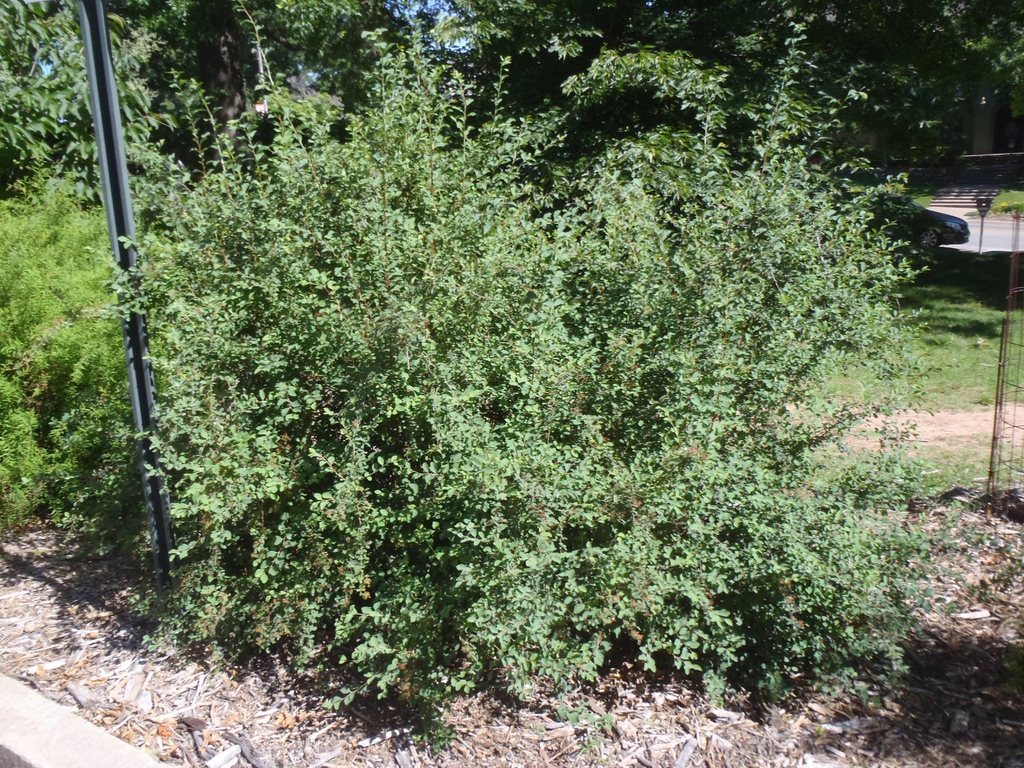 Spiraea x vanhouttei