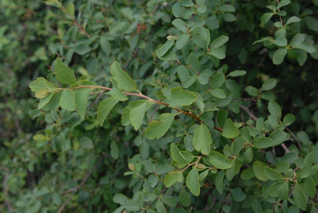 Spiraea x vanhouttei