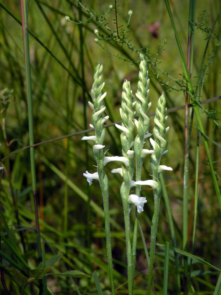 S. cernua flower