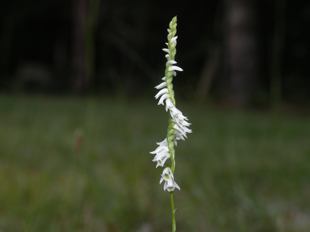 S. lacera flower