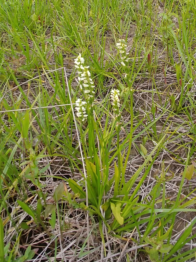 Form in a wet field