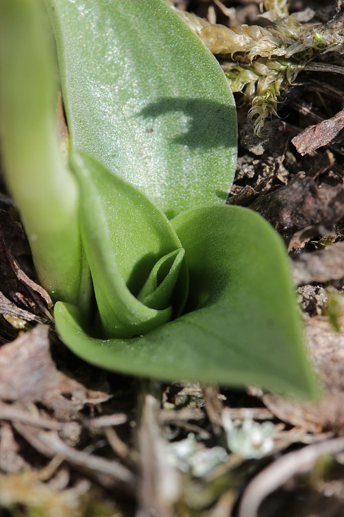 Leaves