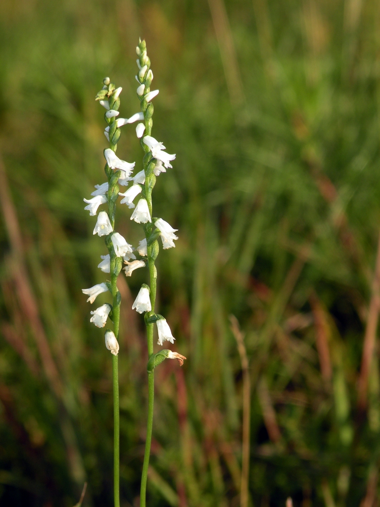 S. tuberosa flower