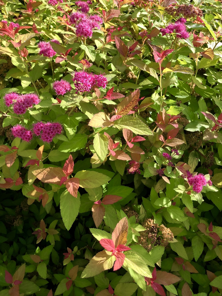 Form
