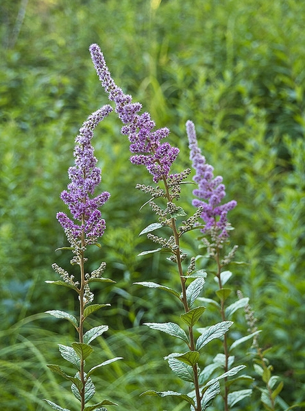 Spiraea tomentosa