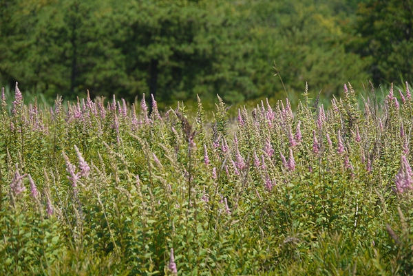 Spiraea tomentosa