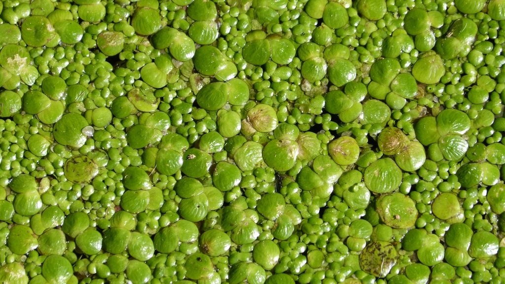 Spirodela polyrhiza