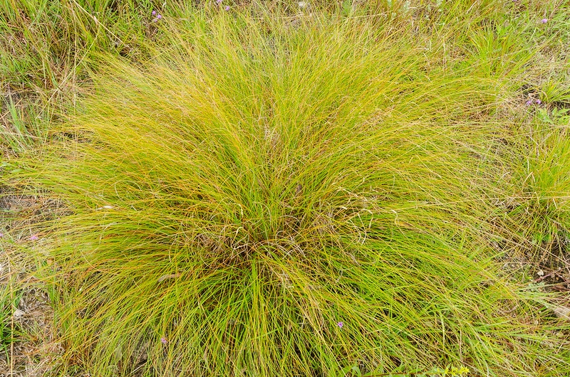 Tuft of golden grass.