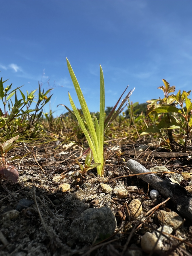 Sprout in September in Greenville, Rhode island