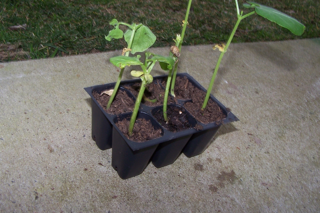 Sprouts - Durham County, NC