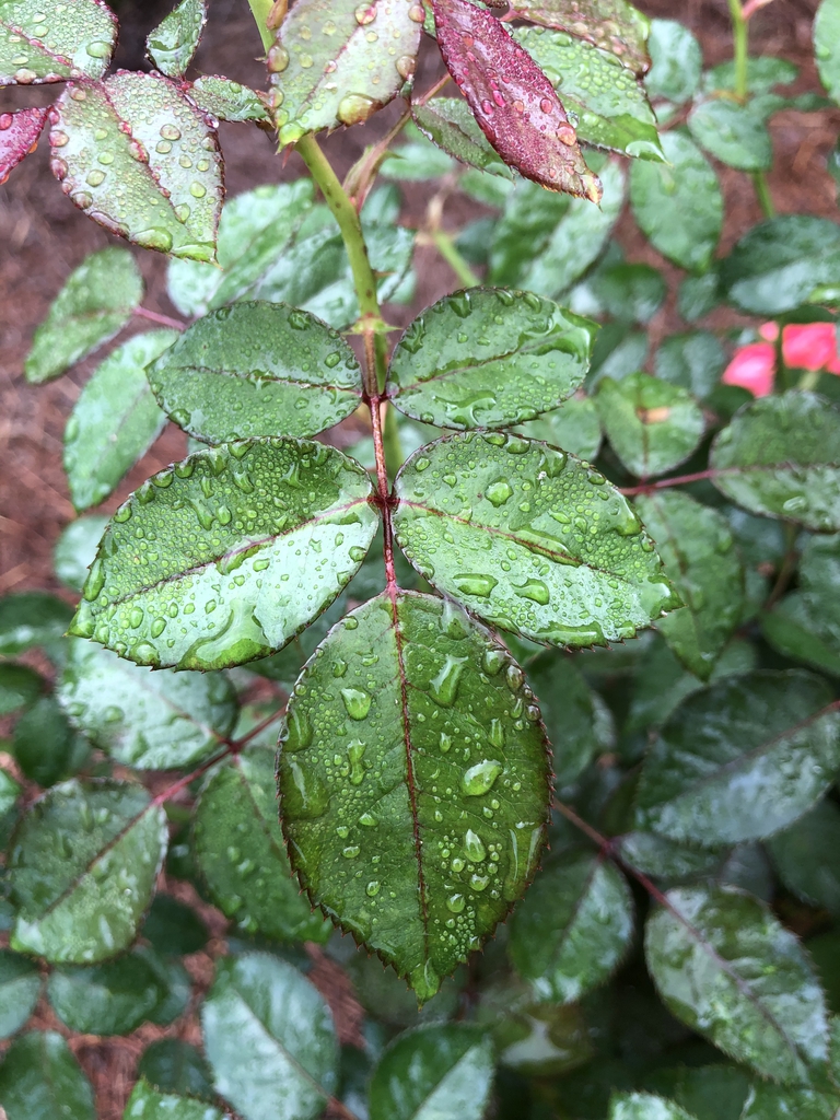 Leaf