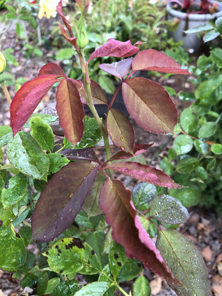 Young leaves