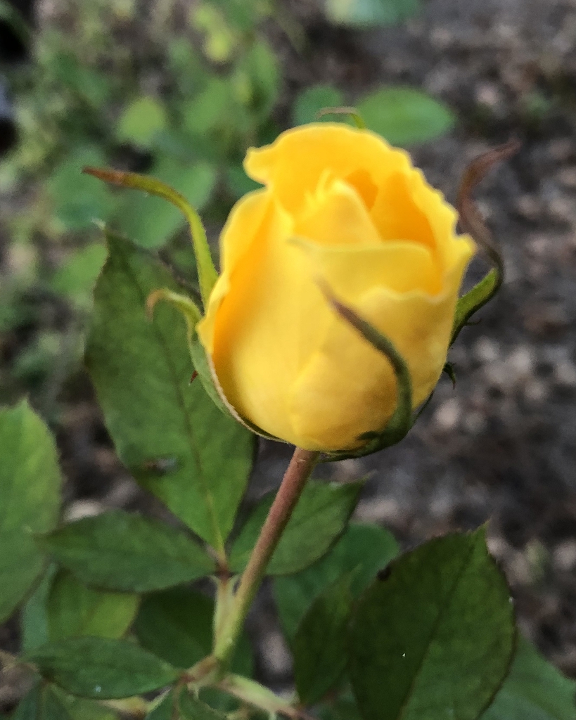 Bud