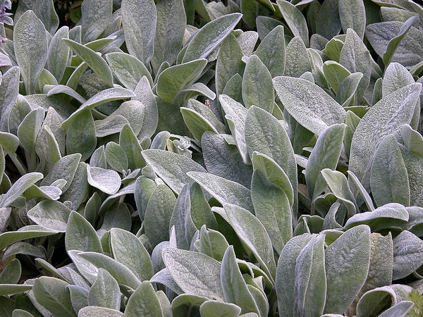 masses of silvery, furry foliage.