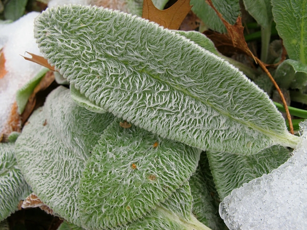 Close-up of leafy with silvery furry hairs.