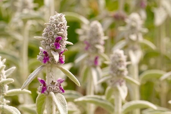 Erect, fuzzy stalks with dense clusters of purple flower buds.