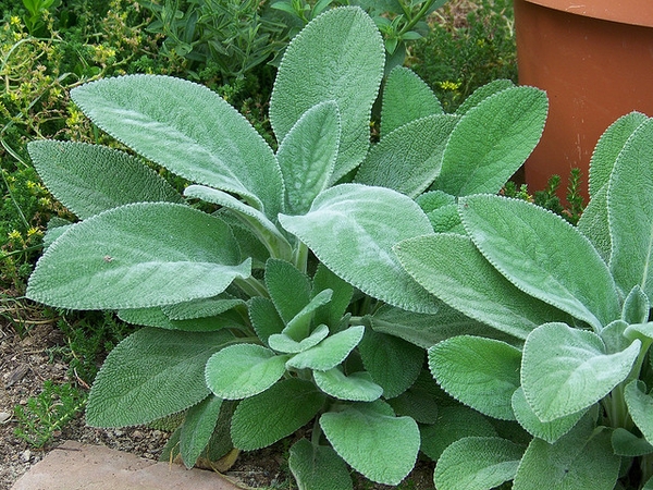 Elegant shoots of broad green leaves with light silvery fuzz.