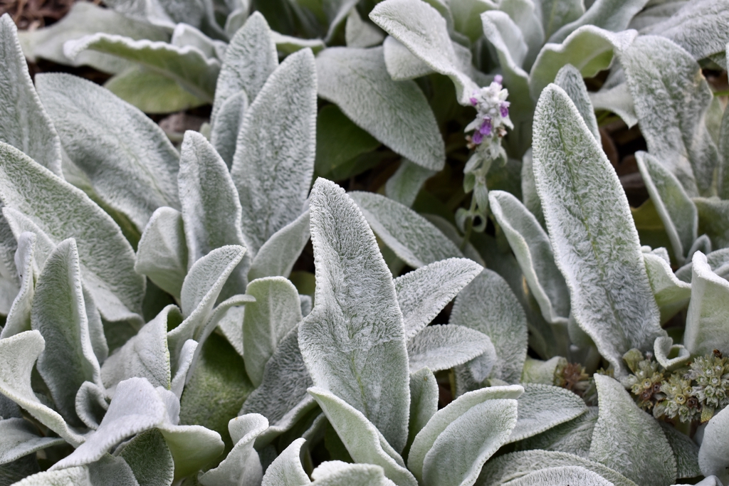 masses of silvery, furry foliage.