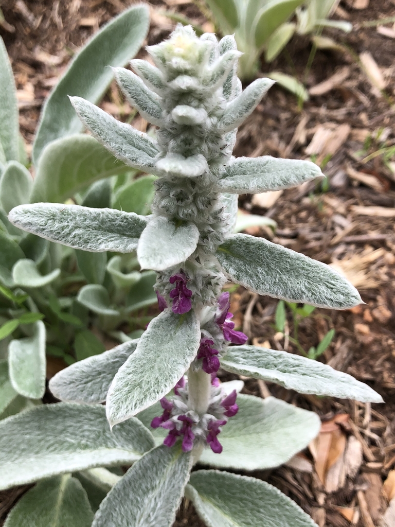 Dense, false-whorl clusters of flowers arranged along the stem