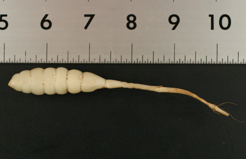 Root