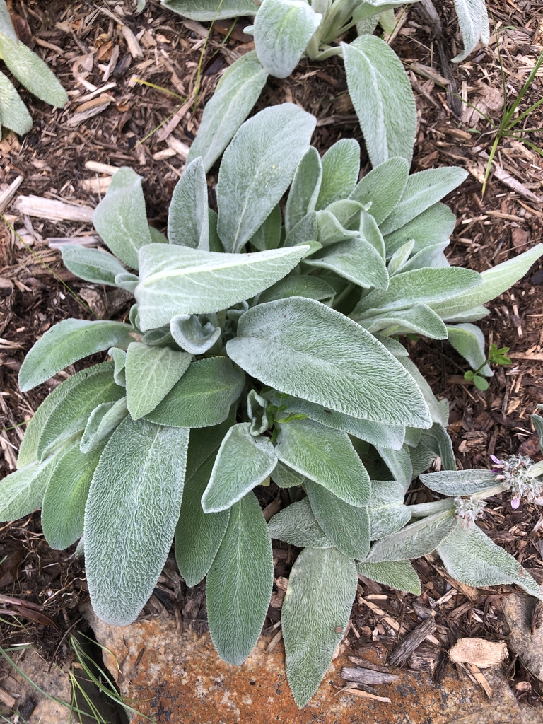 Compact plant with leaves covered in silvery fur