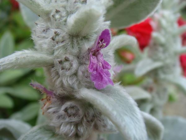 Close-up of purple, 2-lipped flowers among silvery furry leaves