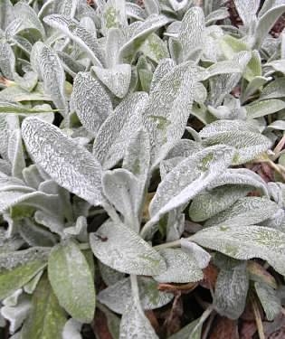 masses of silvery, furry foliage.