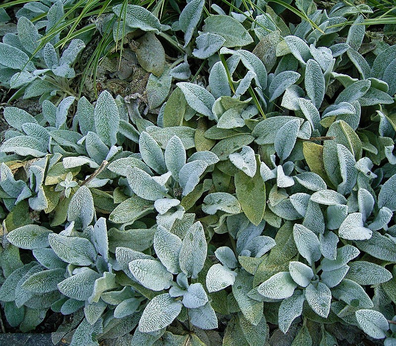 masses of silvery, furry foliage.