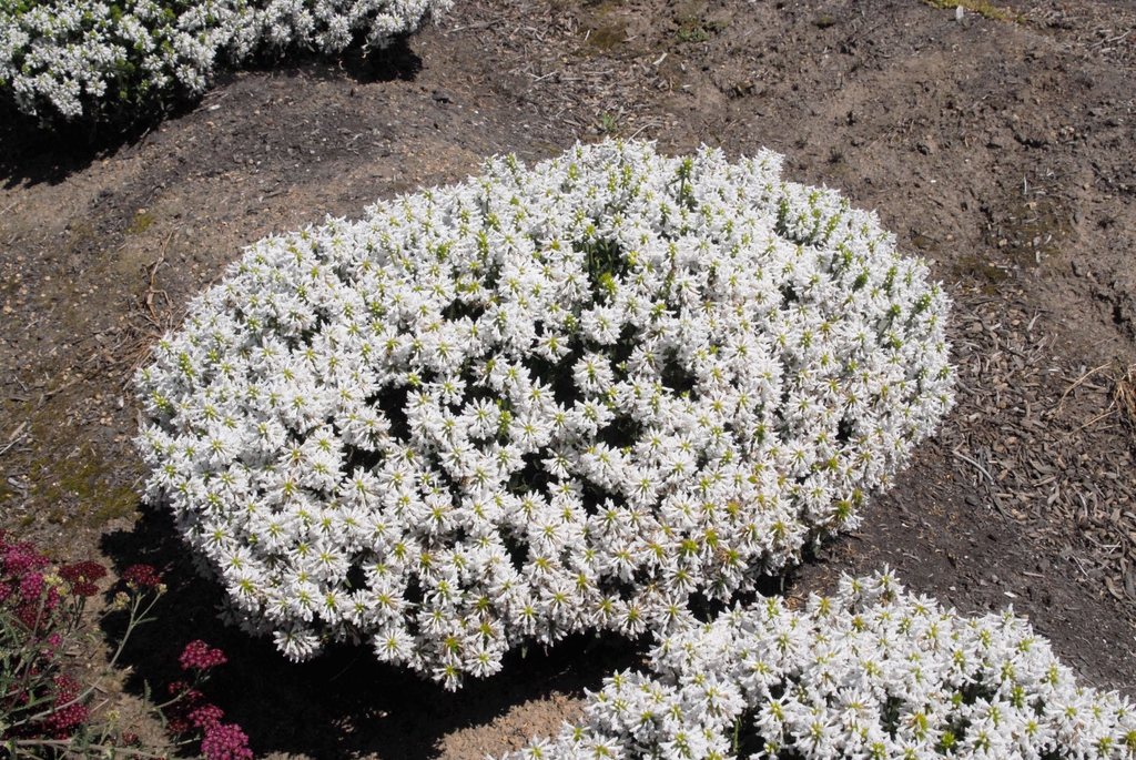 Betonica officinalis subsp. officinalis