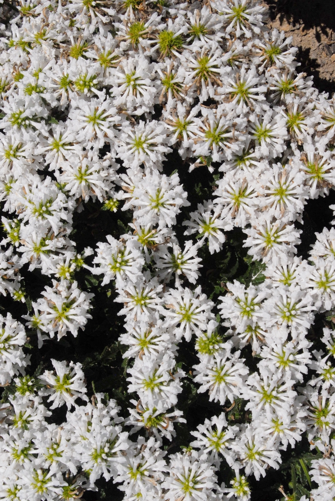 Betonica officinalis subsp. officinalis