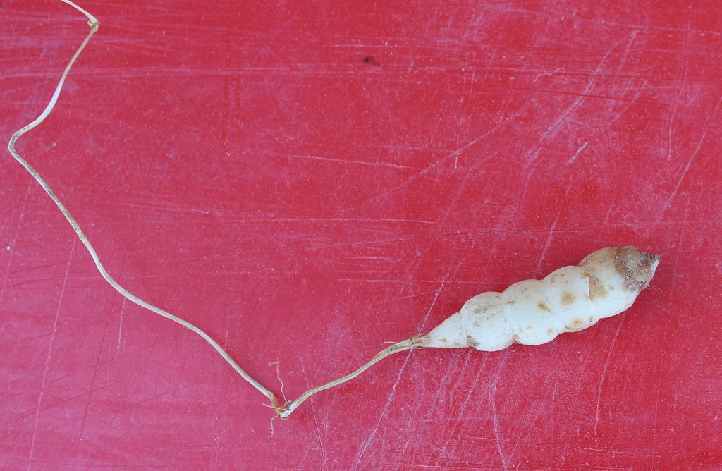 Tuber