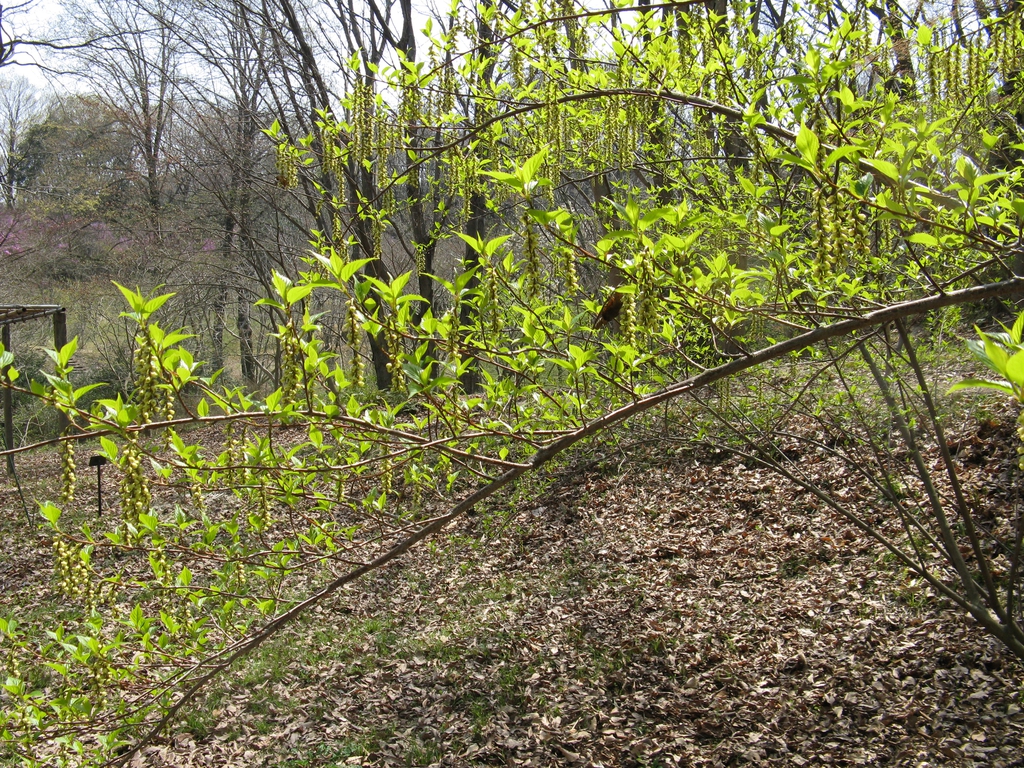 Stachyurus praecox