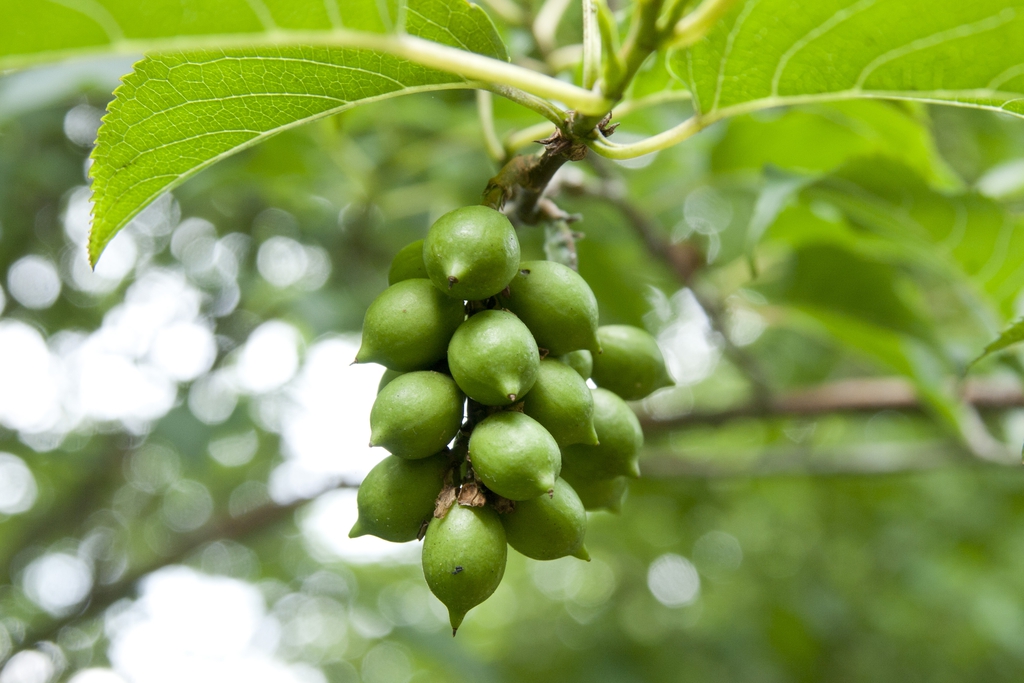 Fruit